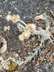 Helichrysum luteoalbum