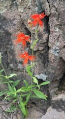 Silene laciniata