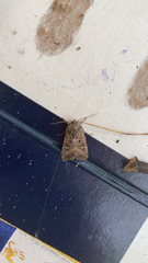 Lacinipolia renigera