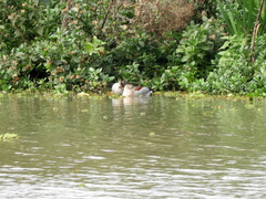 Callonetta leucophrys