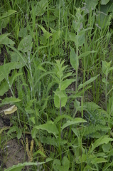 Campanula bononiensis