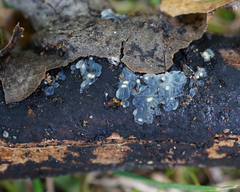 Myxarium nucleatum