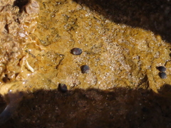 Melarhaphe neritoides