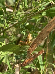 Melanoplini