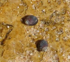 Melarhaphe neritoides