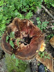 Laetiporus sulphureus