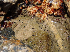 Melarhaphe neritoides