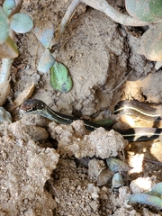 Masticophis lateralis lateralis