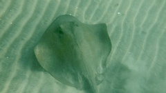 Hypanus dipterurus