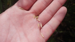 Elymus virginicus virginicus