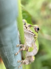 Hyla japonica