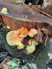 Laetiporus sulphureus