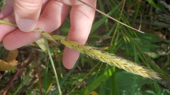 Elymus virginicus virginicus