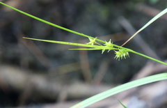Carex cryptolepis