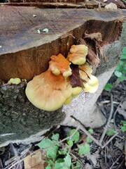Laetiporus sulphureus