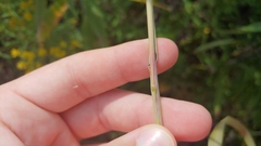 Elymus virginicus virginicus