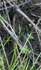 Carex cryptolepis