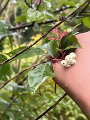 Cornus racemosa