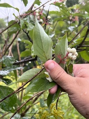Cornus racemosa