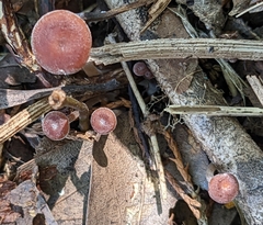 Collybiopsis villosipes
