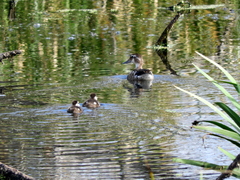 Callonetta leucophrys