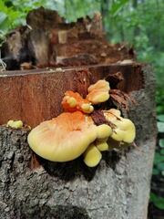 Laetiporus sulphureus