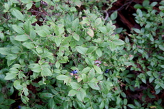Vaccinium myrtilloides