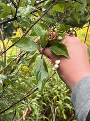 Cornus racemosa
