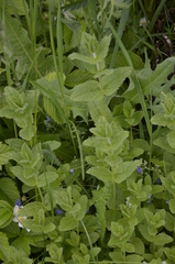 Veronica teucrium