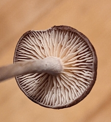 Collybiopsis villosipes