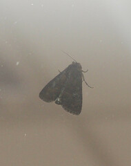 Condica illecta