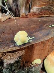 Laetiporus sulphureus