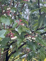Cornus racemosa