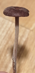 Collybiopsis villosipes