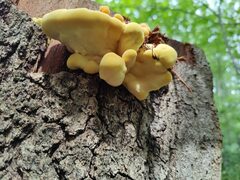 Laetiporus sulphureus