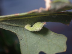 Atrusca clavuloides