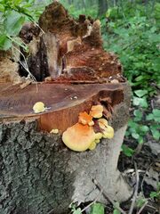 Laetiporus sulphureus