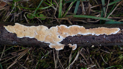 Steccherinum ochraceum