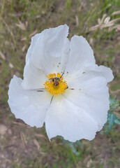 Argemone pleiacantha