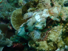 Scorpaenopsis oxycephalus