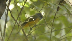 Mionectes rufiventris