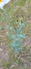Argemone pleiacantha