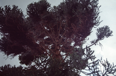 Araucaria