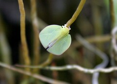 Siphanta acuta