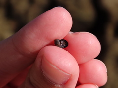 Melarhaphe neritoides