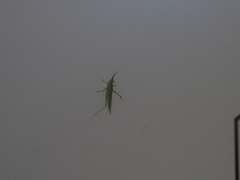 Atractomorpha lata
