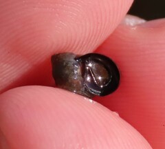 Melarhaphe neritoides