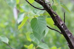 Betula cordifolia