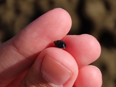 Melarhaphe neritoides
