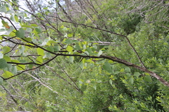 Betula cordifolia